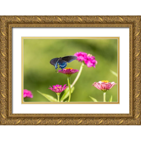 Pipevine swallowtail flying Gold Ornate Wood Framed Art Print with Double Matting by Day, Richard and Susan