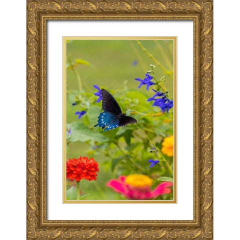 Pipevine swallowtail flying Gold Ornate Wood Framed Art Print with Double Matting by Day, Richard and Susan