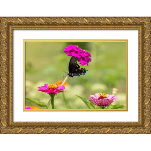 Pipevine swallowtail flying Gold Ornate Wood Framed Art Print with Double Matting by Day, Richard and Susan