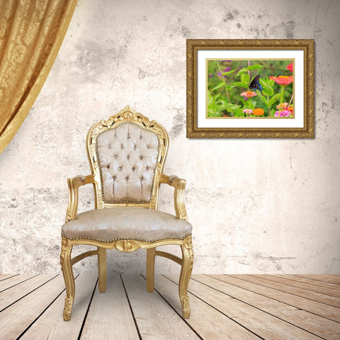 Pipevine swallowtail on zinnia Gold Ornate Wood Framed Art Print with Double Matting by Day, Richard and Susan
