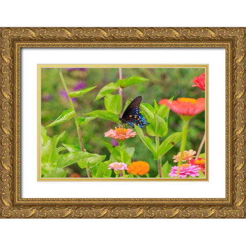 Pipevine swallowtail on zinnia Gold Ornate Wood Framed Art Print with Double Matting by Day, Richard and Susan