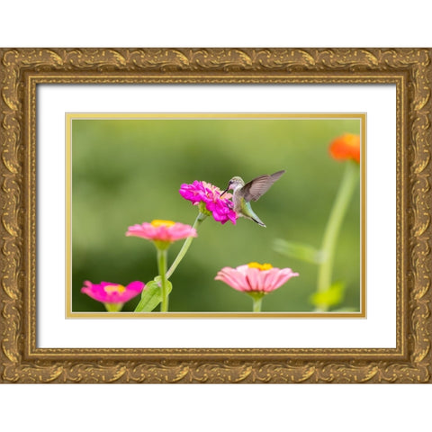 Ruby-throated hummingbird Gold Ornate Wood Framed Art Print with Double Matting by Day, Richard and Susan