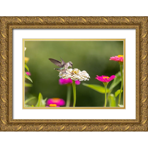 Ruby-throated hummingbird Gold Ornate Wood Framed Art Print with Double Matting by Day, Richard and Susan