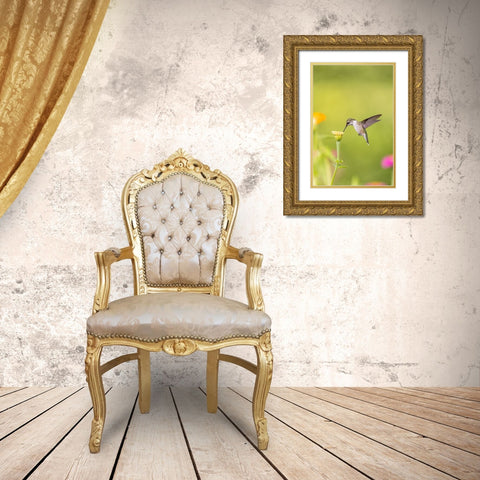 Ruby-throated hummingbird Gold Ornate Wood Framed Art Print with Double Matting by Day, Richard and Susan
