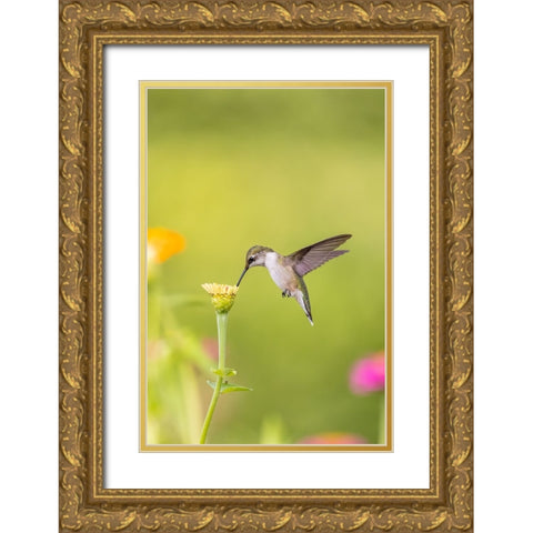 Ruby-throated hummingbird Gold Ornate Wood Framed Art Print with Double Matting by Day, Richard and Susan