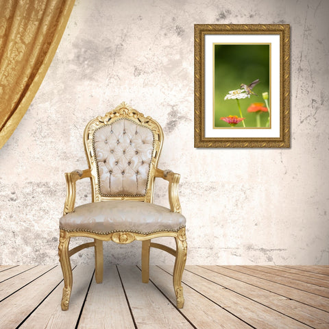 Ruby-throated hummingbird Gold Ornate Wood Framed Art Print with Double Matting by Day, Richard and Susan