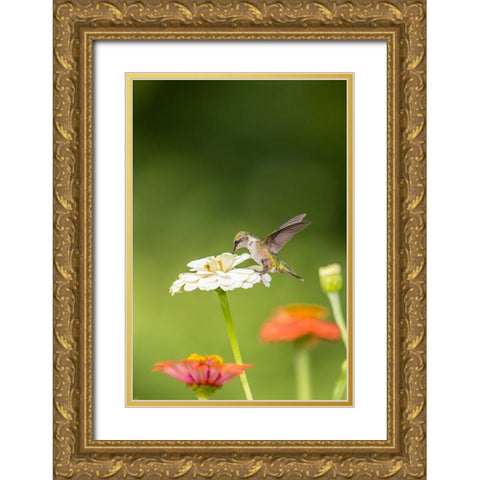 Ruby-throated hummingbird Gold Ornate Wood Framed Art Print with Double Matting by Day, Richard and Susan