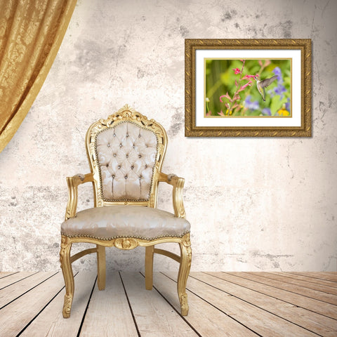 Ruby-throated hummingbird Gold Ornate Wood Framed Art Print with Double Matting by Day, Richard and Susan