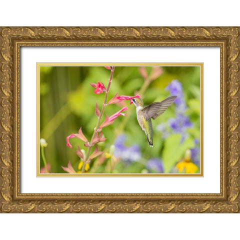 Ruby-throated hummingbird Gold Ornate Wood Framed Art Print with Double Matting by Day, Richard and Susan