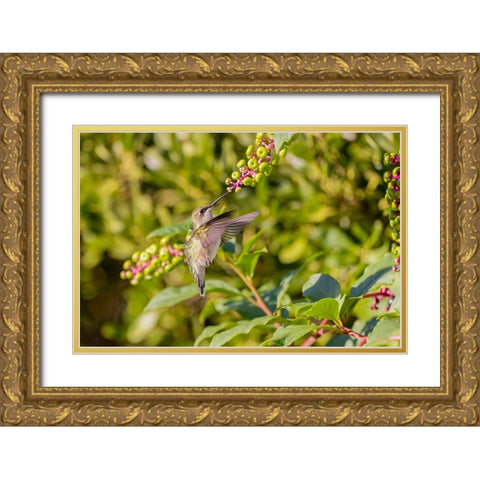 Ruby-throated hummingbird at American pokeweed Gold Ornate Wood Framed Art Print with Double Matting by Day, Richard and Susan