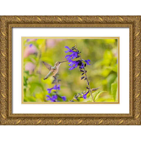 Ruby-throated hummingbird at black and blue salvia Gold Ornate Wood Framed Art Print with Double Matting by Day, Richard and Susan