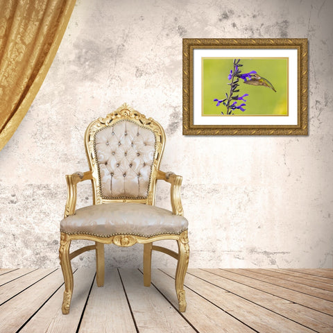 Ruby-throated hummingbird at black and blue salvia Gold Ornate Wood Framed Art Print with Double Matting by Day, Richard and Susan