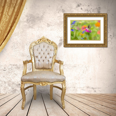 Ruby-throated hummingbird at blue ensign salvia Gold Ornate Wood Framed Art Print with Double Matting by Day, Richard and Susan