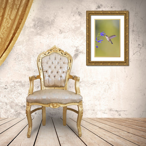 Ruby-throated hummingbird at blue ensign salvia Gold Ornate Wood Framed Art Print with Double Matting by Day, Richard and Susan