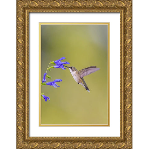 Ruby-throated hummingbird at blue ensign salvia Gold Ornate Wood Framed Art Print with Double Matting by Day, Richard and Susan