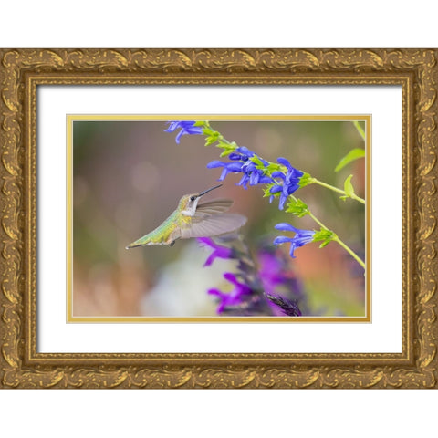 Ruby-throated hummingbird at blue ensign salvia Gold Ornate Wood Framed Art Print with Double Matting by Day, Richard and Susan