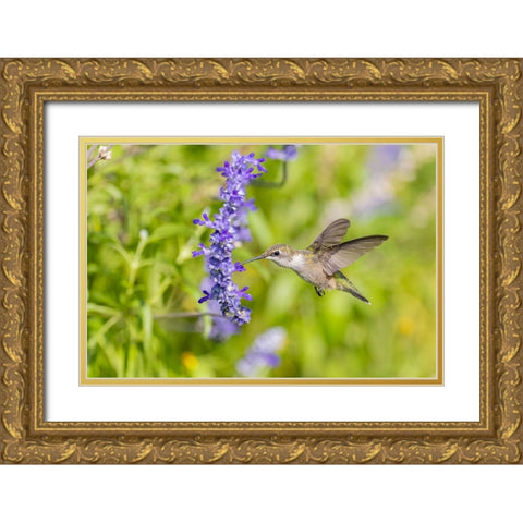 Ruby-throated hummingbird at Victoria blue salvia Gold Ornate Wood Framed Art Print with Double Matting by Day, Richard and Susan