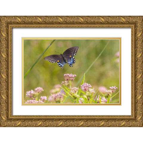 Spicebush swallowtail flying to swamp milkweed Gold Ornate Wood Framed Art Print with Double Matting by Day, Richard and Susan