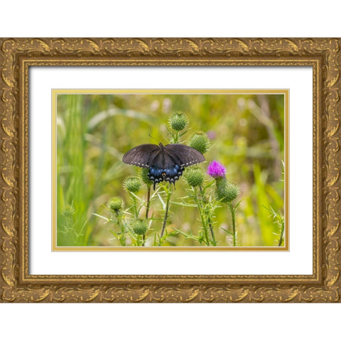 Spicebush swallowtail on Bull thistle Gold Ornate Wood Framed Art Print with Double Matting by Day, Richard and Susan
