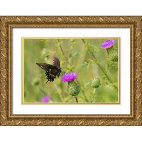 Spicebush swallowtail on Bull thistle Gold Ornate Wood Framed Art Print with Double Matting by Day, Richard and Susan