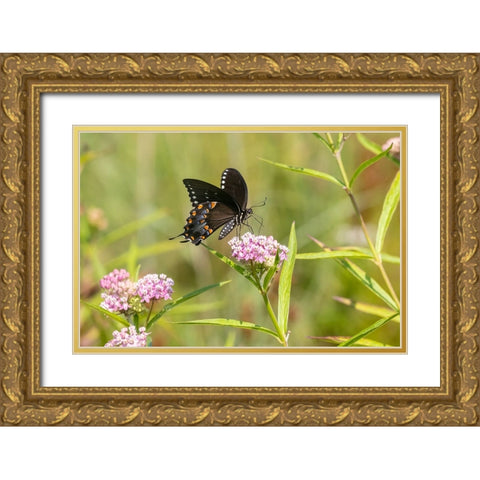 Spicebush swallowtail on swamp milkweed Gold Ornate Wood Framed Art Print with Double Matting by Day, Richard and Susan