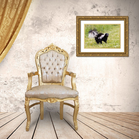 Striped skunk digging for food Gold Ornate Wood Framed Art Print with Double Matting by Day, Richard and Susan