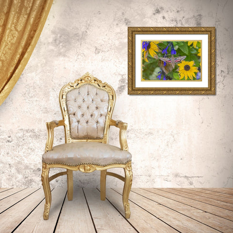 White-lined Sphinx on salvia Gold Ornate Wood Framed Art Print with Double Matting by Day, Richard and Susan