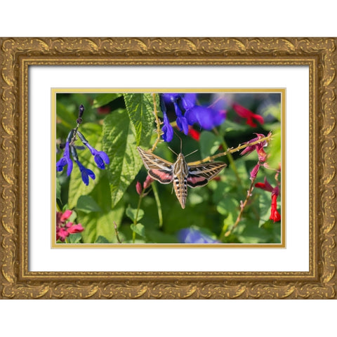 White-lined Sphinx on salvia Gold Ornate Wood Framed Art Print with Double Matting by Day, Richard and Susan