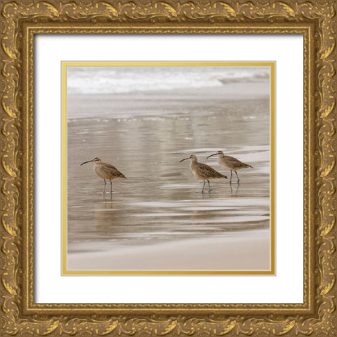 USA CA Pismo Beach Whimbrels Gold Ornate Wood Framed Art Print with Double Matting by Drury, Trish