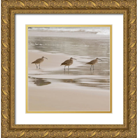 USA CA Pismo Beach Whimbrels Gold Ornate Wood Framed Art Print with Double Matting by Drury, Trish