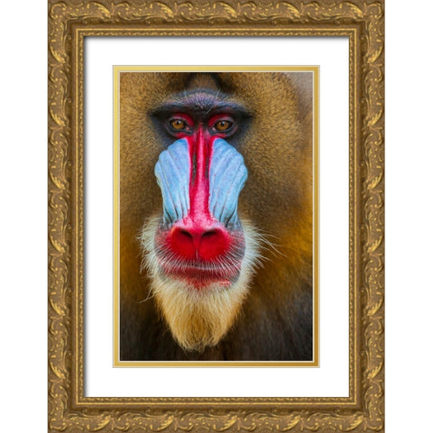 Close-up of the face of a mandrill (Mandrillus sphinx). Captive. Gold Ornate Wood Framed Art Print with Double Matting by Haseltine, Tom