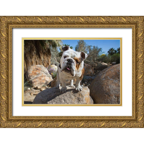 Bulldog in a desert garden Gold Ornate Wood Framed Art Print with Double Matting by Beraldo, Zandina Muench