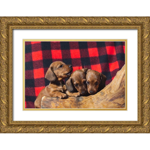 Doxen Puppies Gold Ornate Wood Framed Art Print with Double Matting by Beraldo, Zandina Muench