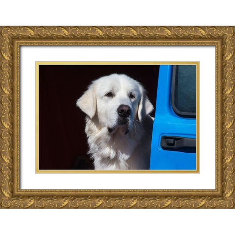 Great Pyrenees portrait Gold Ornate Wood Framed Art Print with Double Matting by Beraldo, Zandina Muench