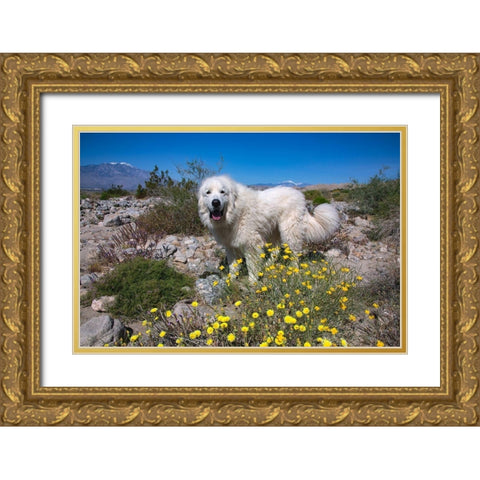 Great Pyrenees in the Colorado Desert Gold Ornate Wood Framed Art Print with Double Matting by Beraldo, Zandina Muench