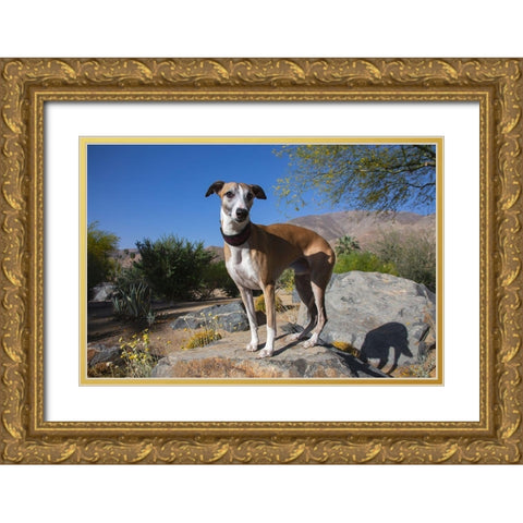 Whippet Gold Ornate Wood Framed Art Print with Double Matting by Beraldo, Zandina Muench