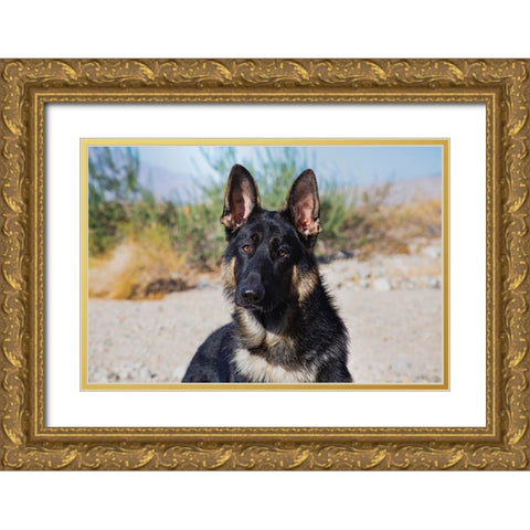 German Shepherd in the Coachella Valley-California Gold Ornate Wood Framed Art Print with Double Matting by Muench, Zandria