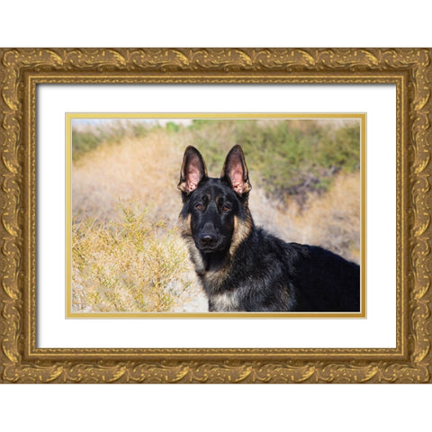 German Shepherd in the Coachella Valley-California Gold Ornate Wood Framed Art Print with Double Matting by Muench, Zandria