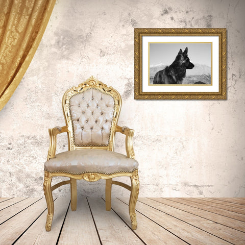 German Shepherd in the Coachella Valley-California Gold Ornate Wood Framed Art Print with Double Matting by Muench, Zandria