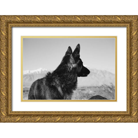 German Shepherd in the Coachella Valley-California Gold Ornate Wood Framed Art Print with Double Matting by Muench, Zandria