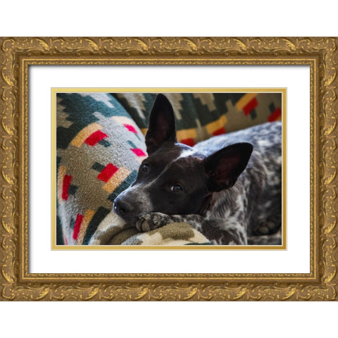 Australian cattle dog Gold Ornate Wood Framed Art Print with Double Matting by Muench, Zandria