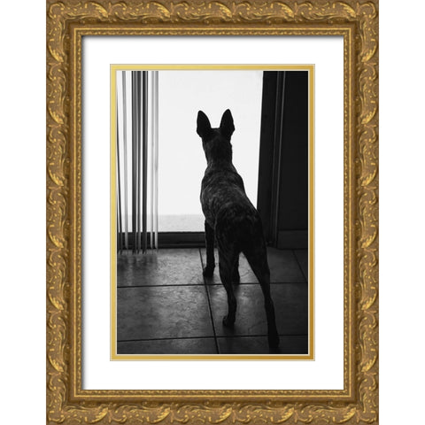 Australian cattle dog Gold Ornate Wood Framed Art Print with Double Matting by Muench, Zandria