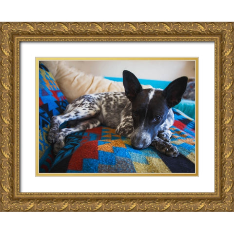 Australian cattle dog Gold Ornate Wood Framed Art Print with Double Matting by Muench, Zandria