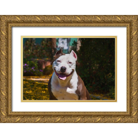 American pitt bull Gold Ornate Wood Framed Art Print with Double Matting by Muench, Zandria