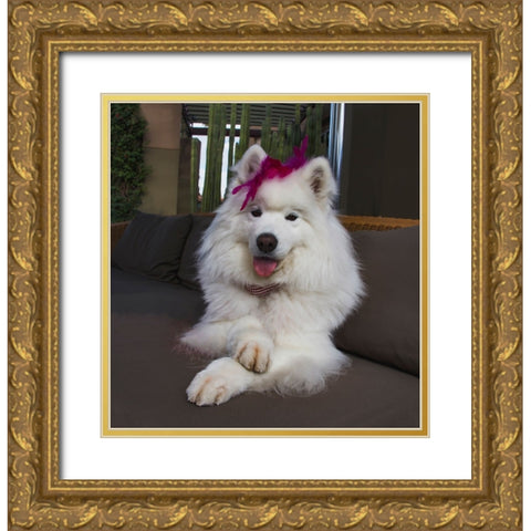 Samoyed in Palm Desert- California Gold Ornate Wood Framed Art Print with Double Matting by Muench, Zandria