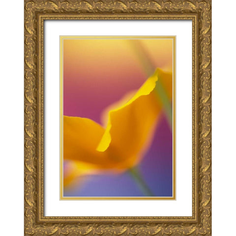 Abstract close-up of poppy flower Gold Ornate Wood Framed Art Print with Double Matting by Satushek, Steve