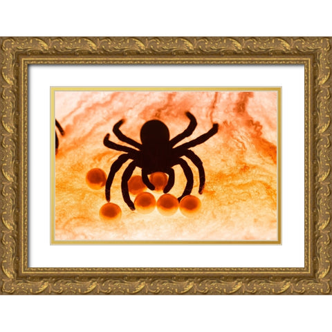 Spider on web Gold Ornate Wood Framed Art Print with Double Matting by Muench, Zandria