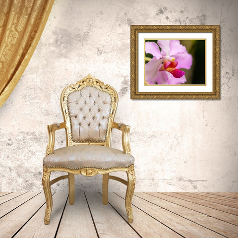 Fiji-Viti Levu Pink orchid close-up Gold Ornate Wood Framed Art Print with Double Matting by Merrill Images