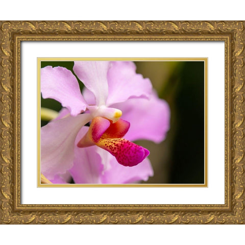 Fiji-Viti Levu Pink orchid close-up Gold Ornate Wood Framed Art Print with Double Matting by Merrill Images