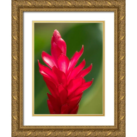 Fiji-Viti Levu Red Ginger Flower (Alpinia purpurata) Gold Ornate Wood Framed Art Print with Double Matting by Merrill Images